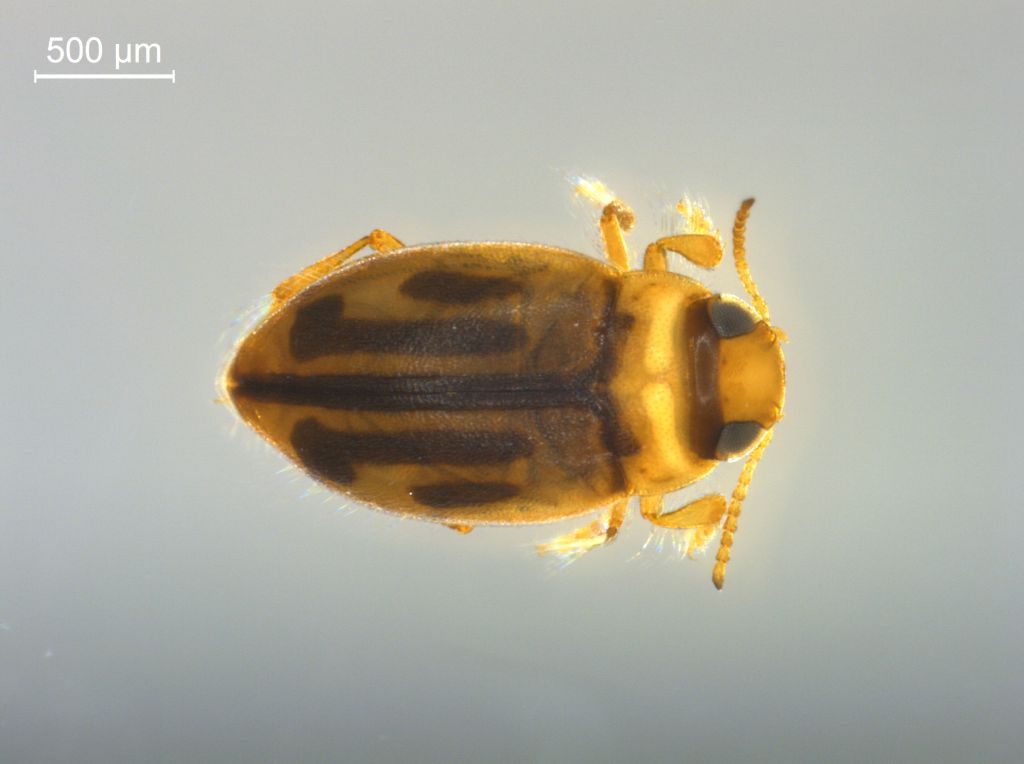 Hydroglyphus hamulatus